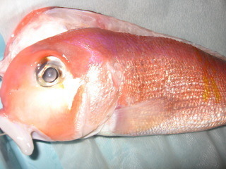 gudi2.jpg