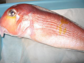 gujiyaki.jpg