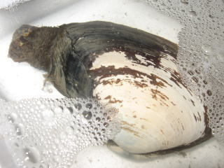 honmiru.jpg