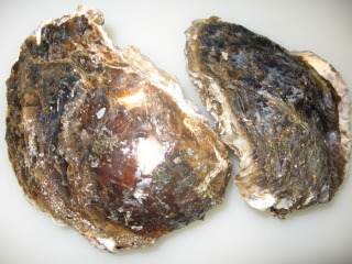 iwagakimai.jpg