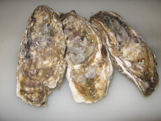 kaki2.jpg