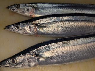 sanma25.jpg