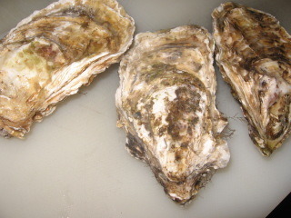 senpousi.jpg