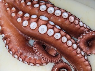 takohyougo.jpg
