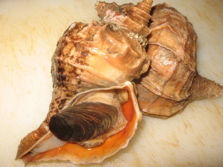 tsubugai1.jpg